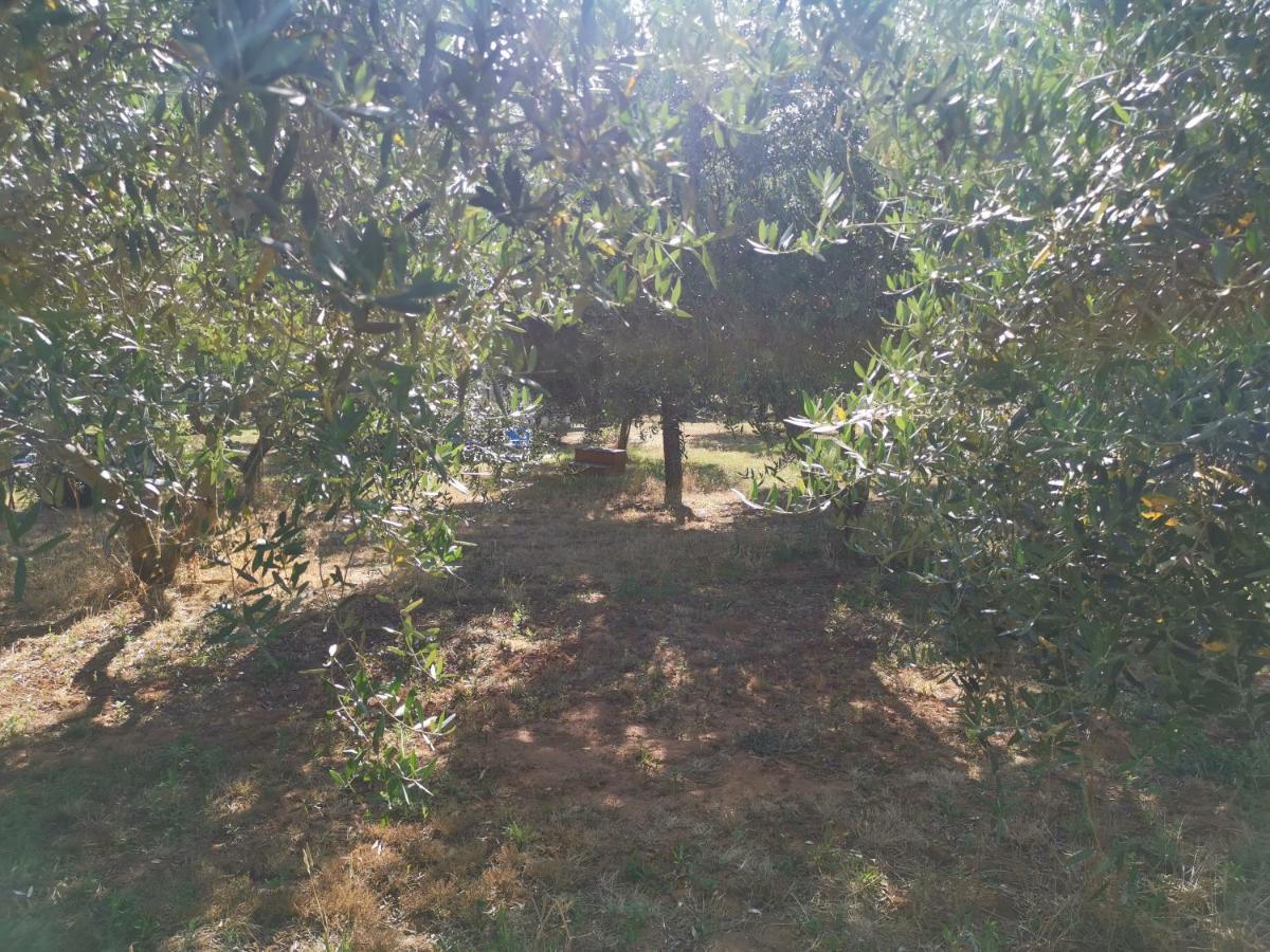 Jacuzi Cottage In The Olive Grove Pula Exteriör bild