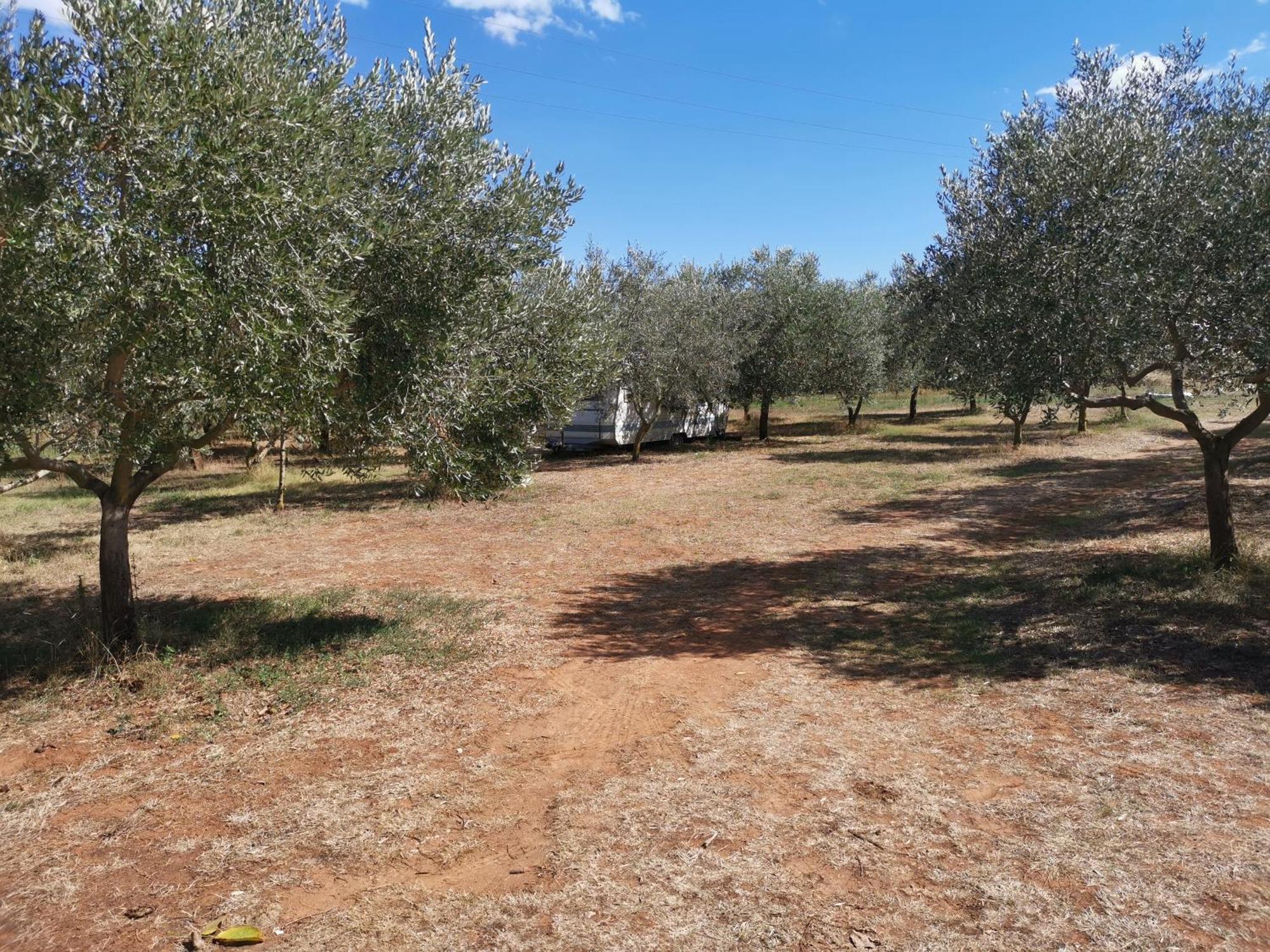 Jacuzi Cottage In The Olive Grove Pula Rum bild